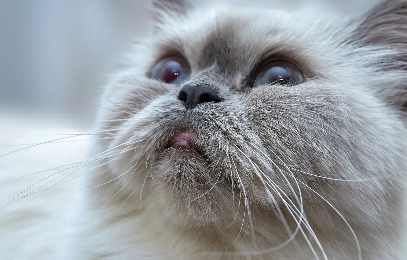 Photo wallpaper cat, portrait, muzzle, fluffy