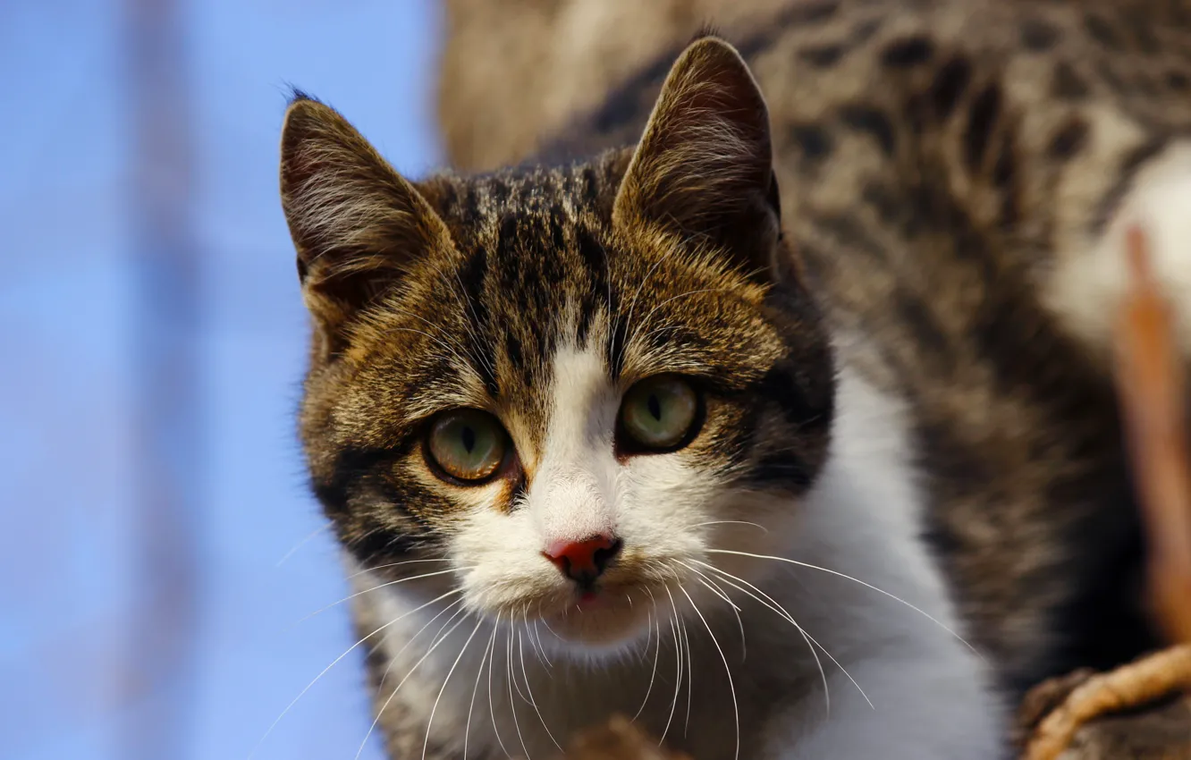Photo wallpaper cat, the sky, eyes, cat, look, face, background, blue