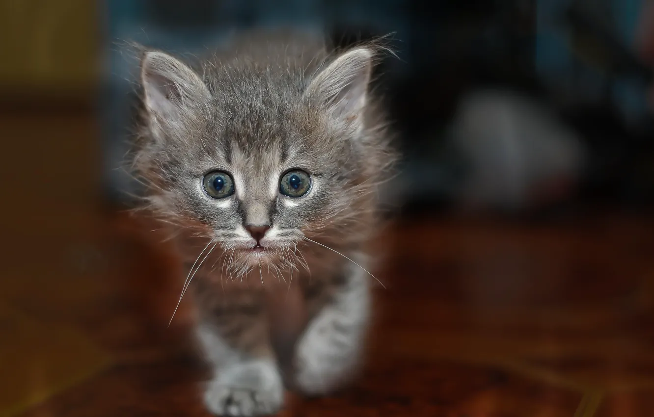 Photo wallpaper eyes, look, background, kitty, looks