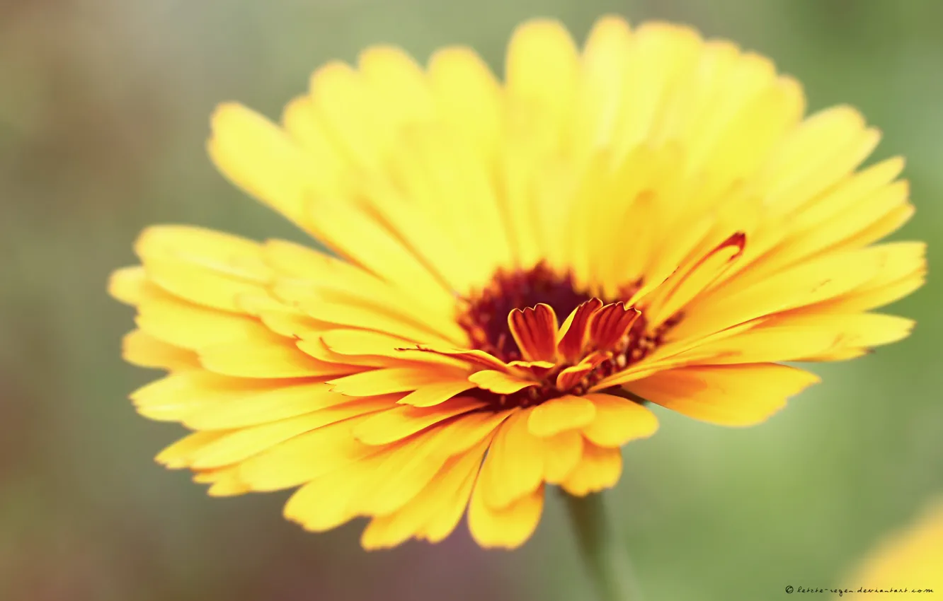 Photo wallpaper macro, yellow, petals