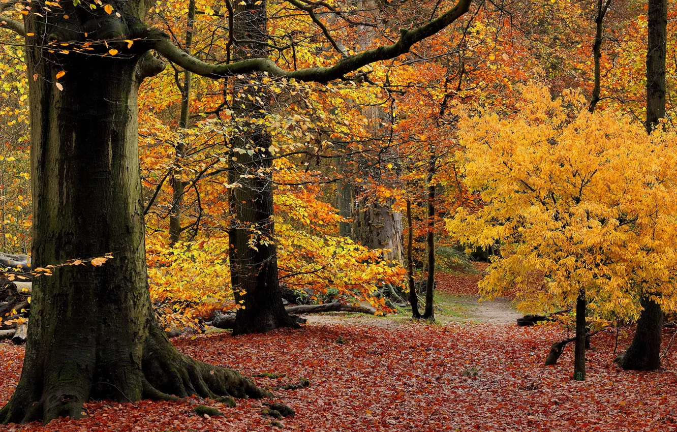 Photo wallpaper autumn, forest, leaves, trees, Park, the crimson