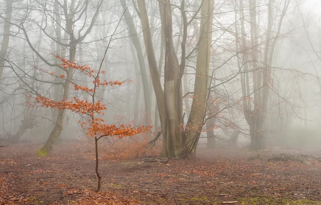 Photo wallpaper autumn, forest, nature, fog