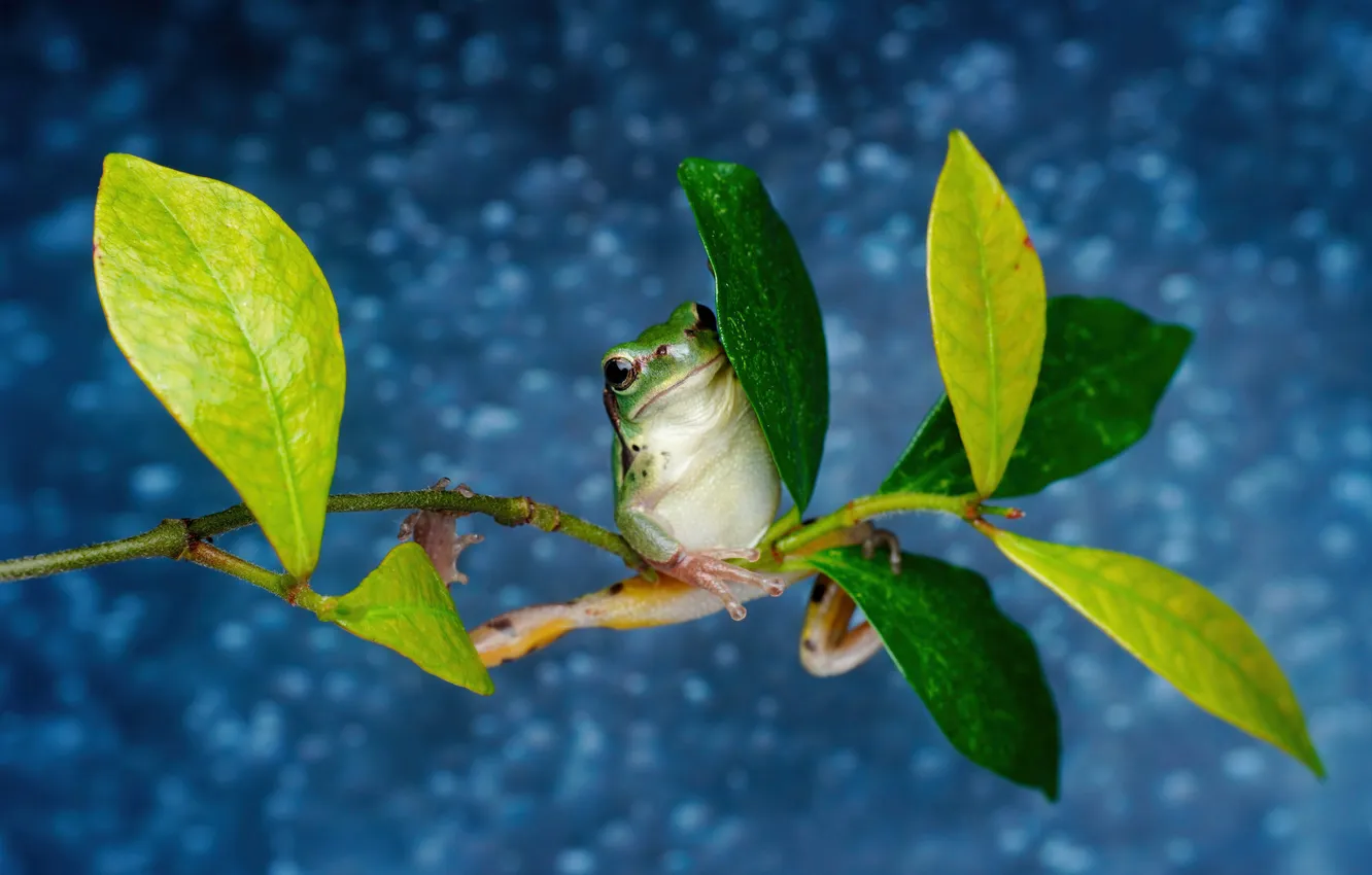 Photo wallpaper leaves, branches, pose, green, frog, blue background, bokeh