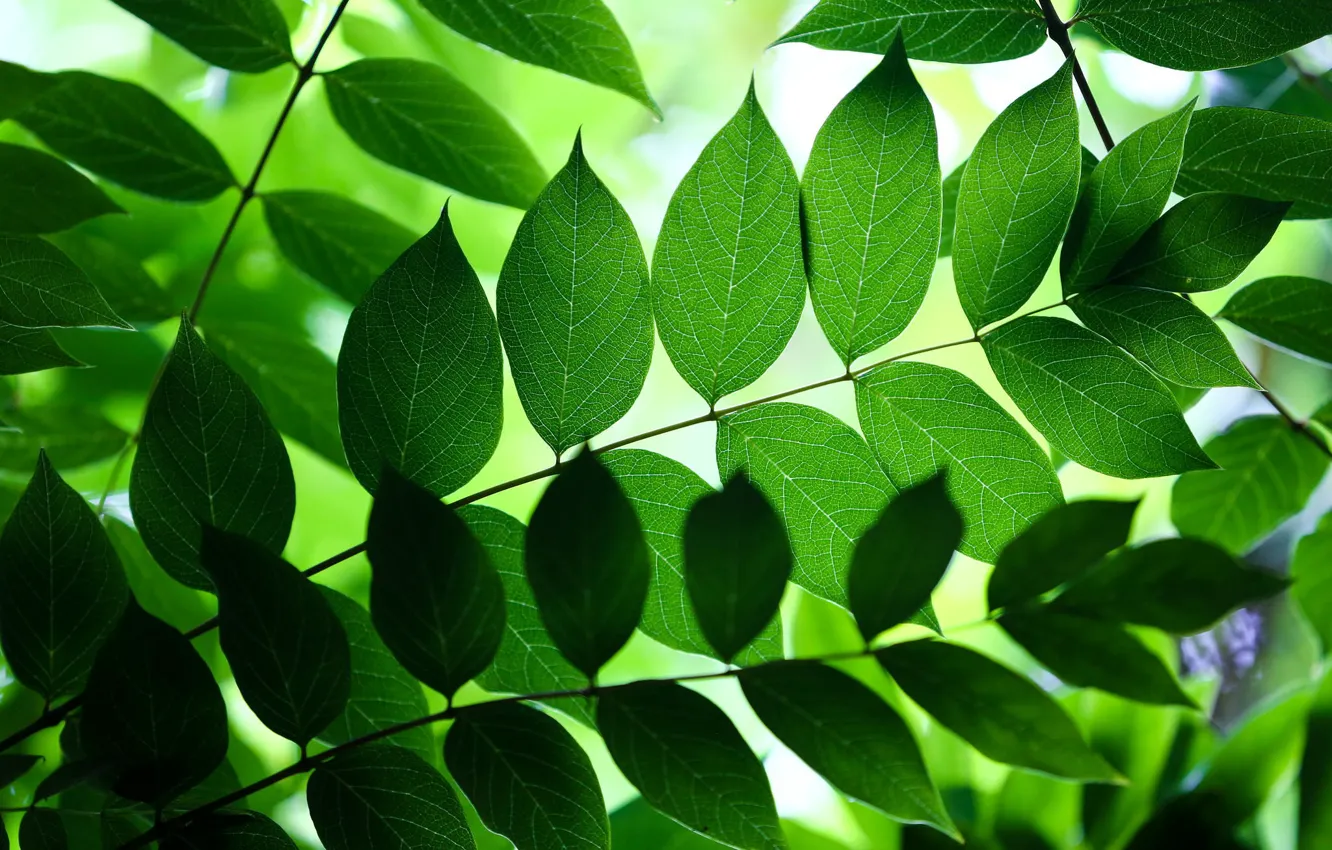 Photo wallpaper leaves, branches, nature, green, background