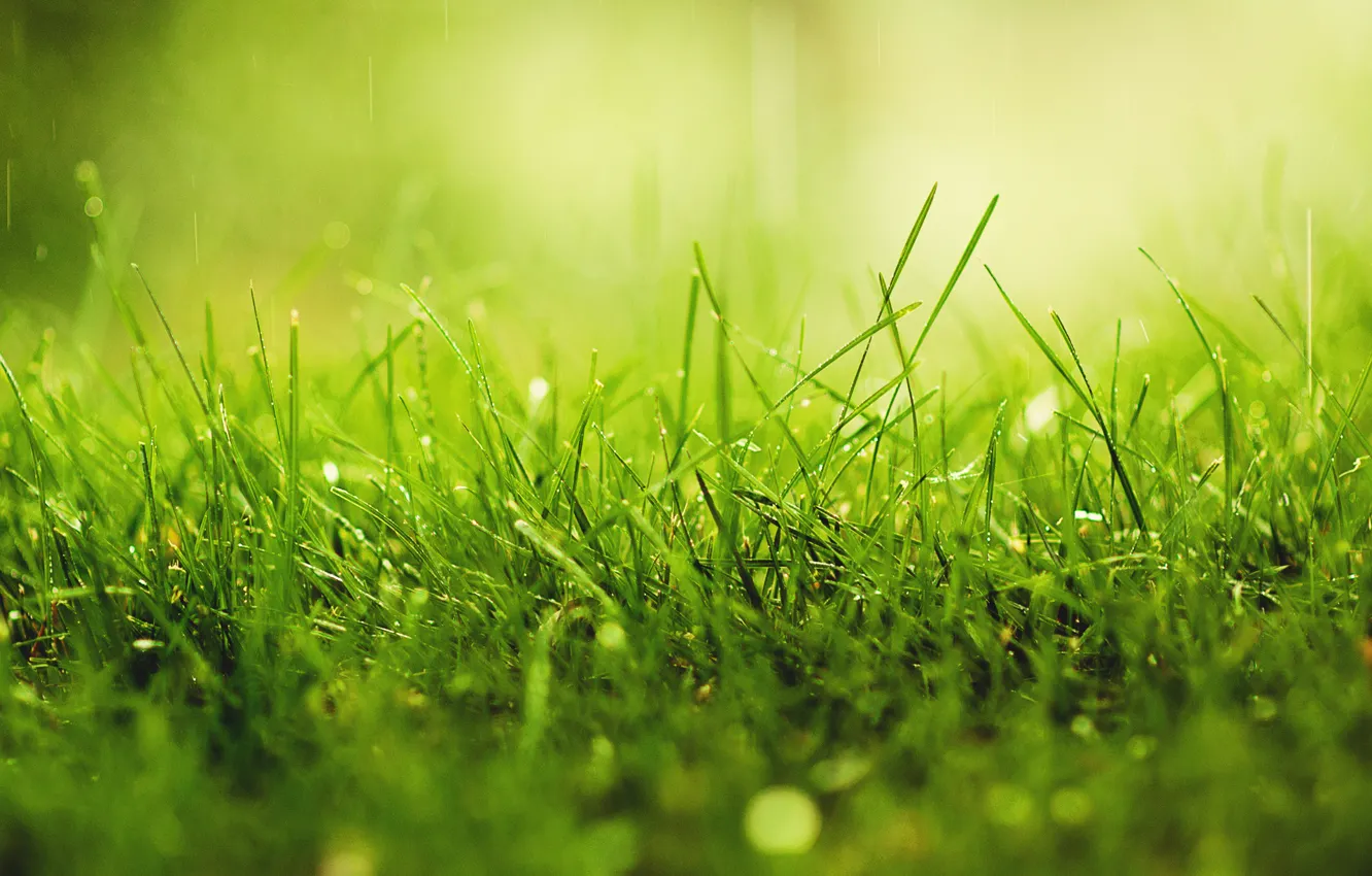 Photo wallpaper greens, grass, drops, macro, Rosa, rain, solar