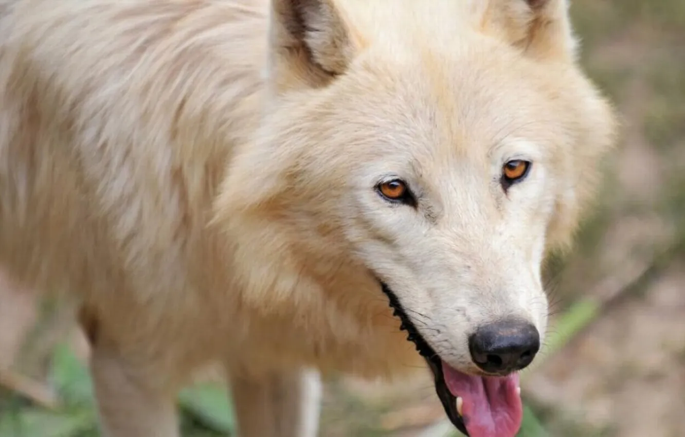 Photo wallpaper Predator, nature, snow, face, animal, wolf, canis lupus, wildlife