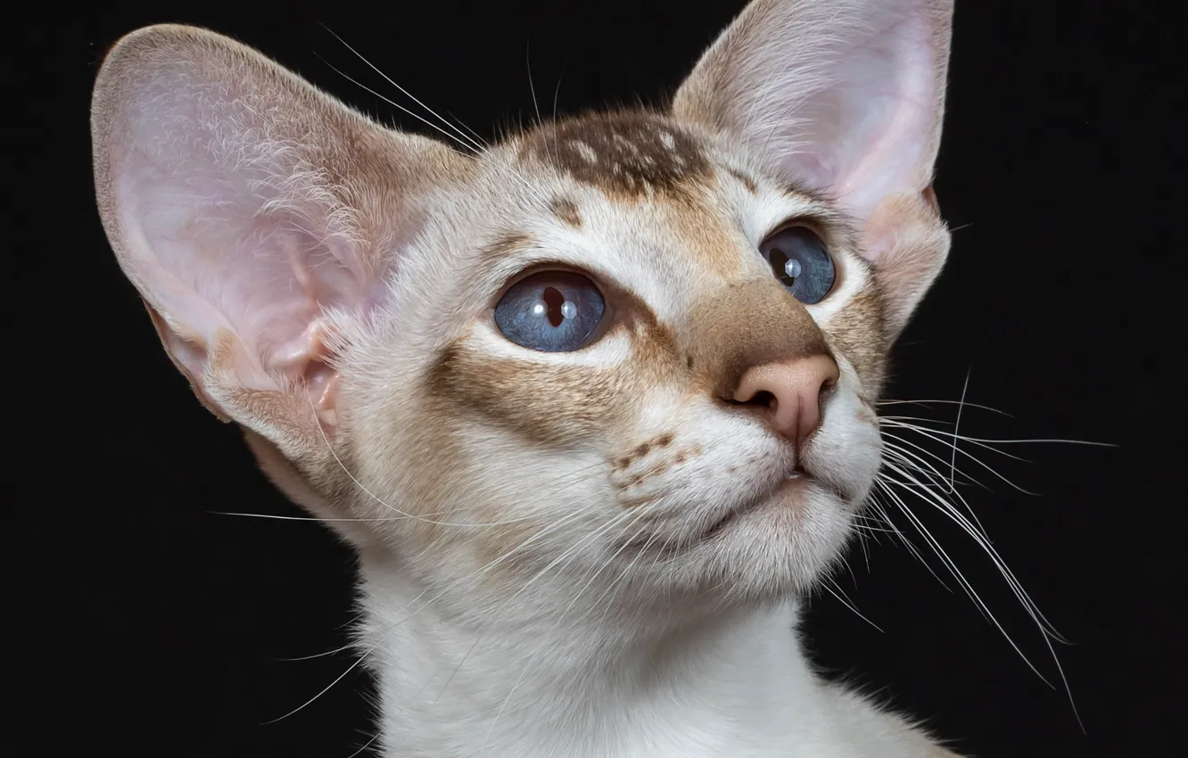 Photo wallpaper portrait, muzzle, ears, blue eyes, the dark background, cat, Oriental cat