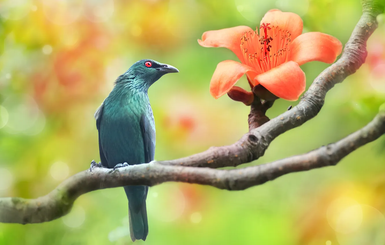 Photo wallpaper flowers, orange, branches, bird, spring, flowering, bokeh, Starling