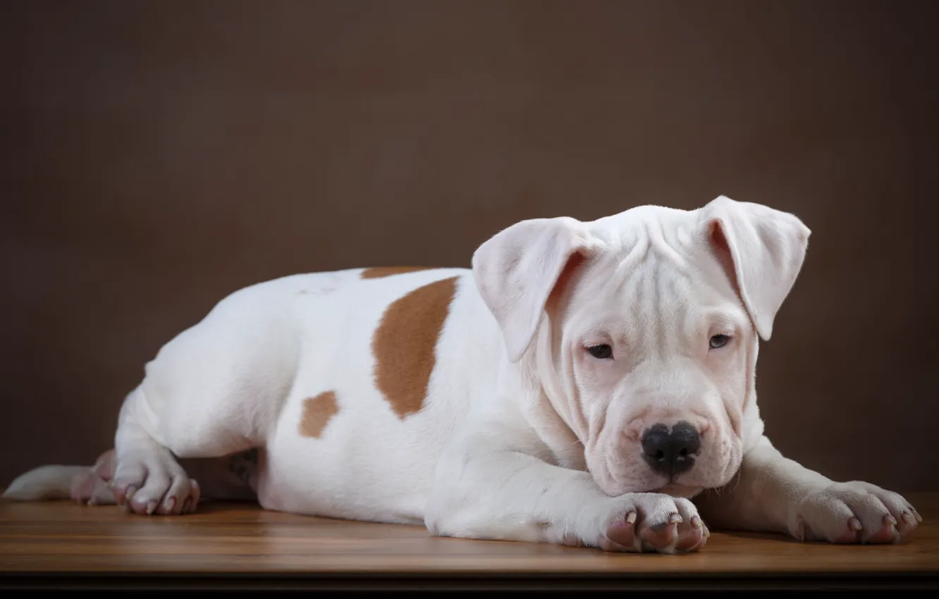 Photo wallpaper puppy, pit bull, breed