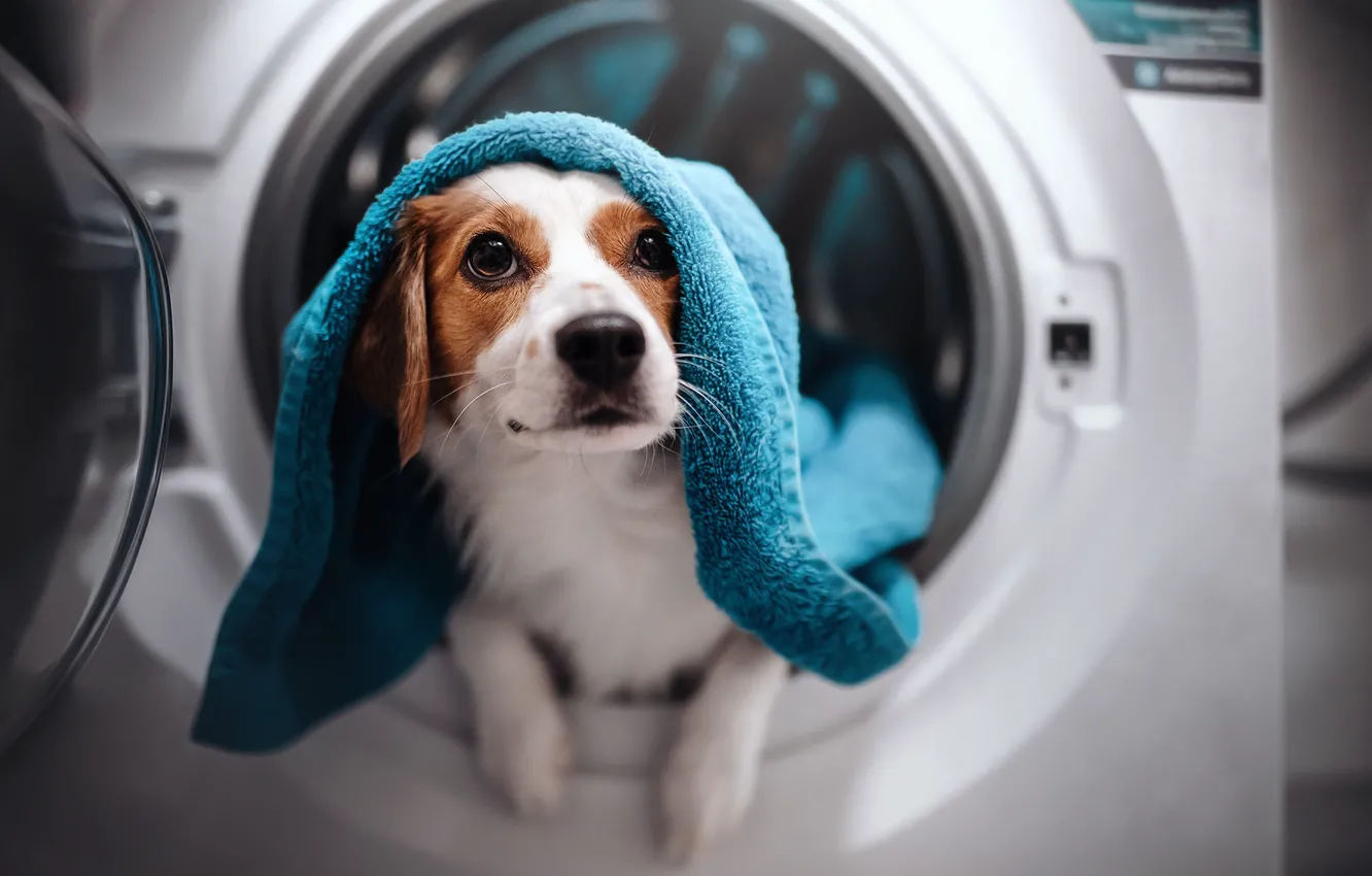 Photo wallpaper look, face, dog, towel, washing machine, Kooikerhondje