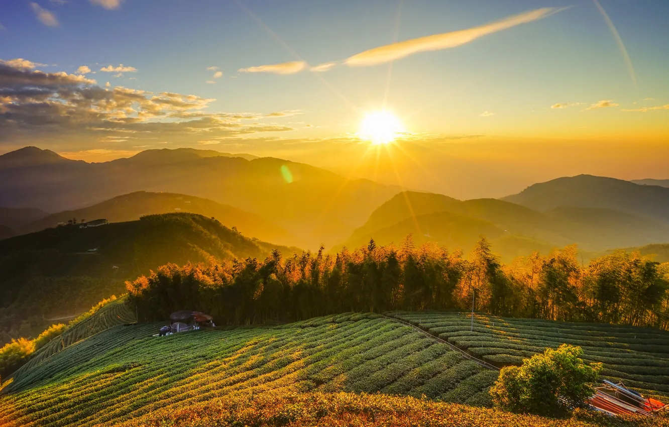 Photo wallpaper field, summer, the sky, the sun, clouds, rays, trees, landscape