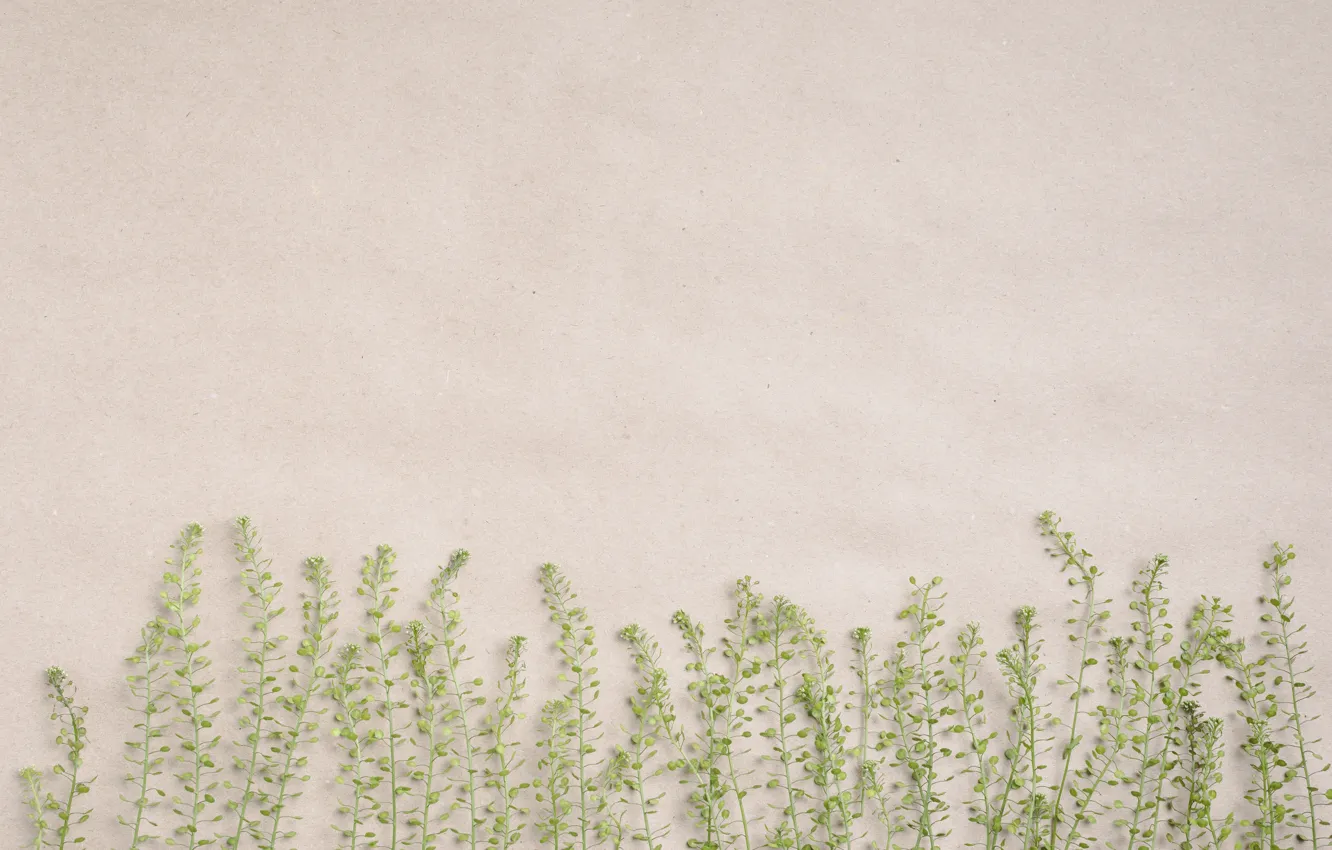 Photo wallpaper sprig, background, texture