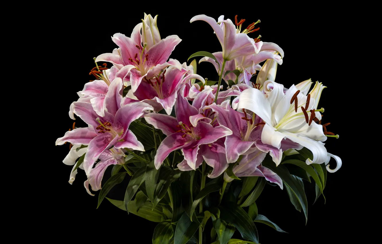 Photo wallpaper flowers, Lily, bouquet, pink, white, black background