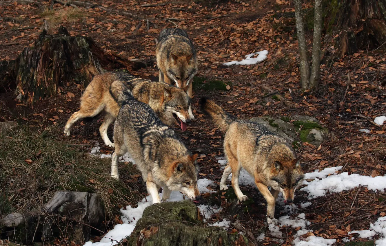 Photo wallpaper autumn, forest, nature, wolf, pack, a pack of wolves