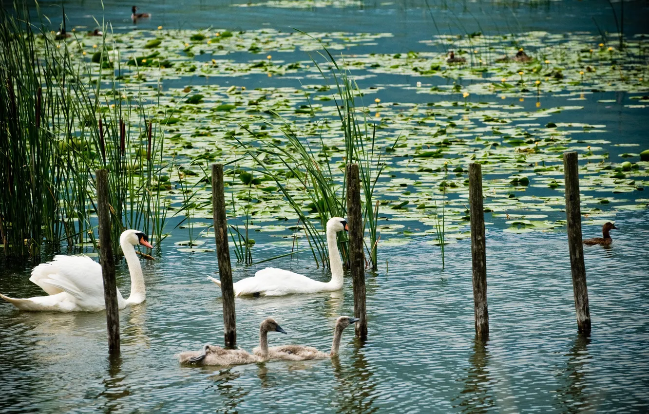 Photo wallpaper pond, Lily, duck, white, swans