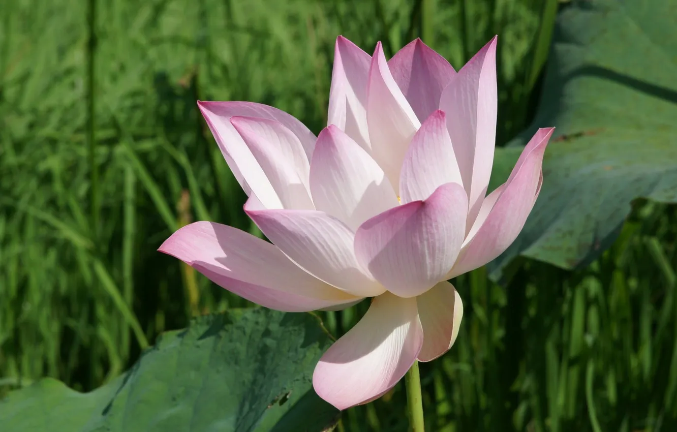 Photo wallpaper flowers, nature, petals, Lotus