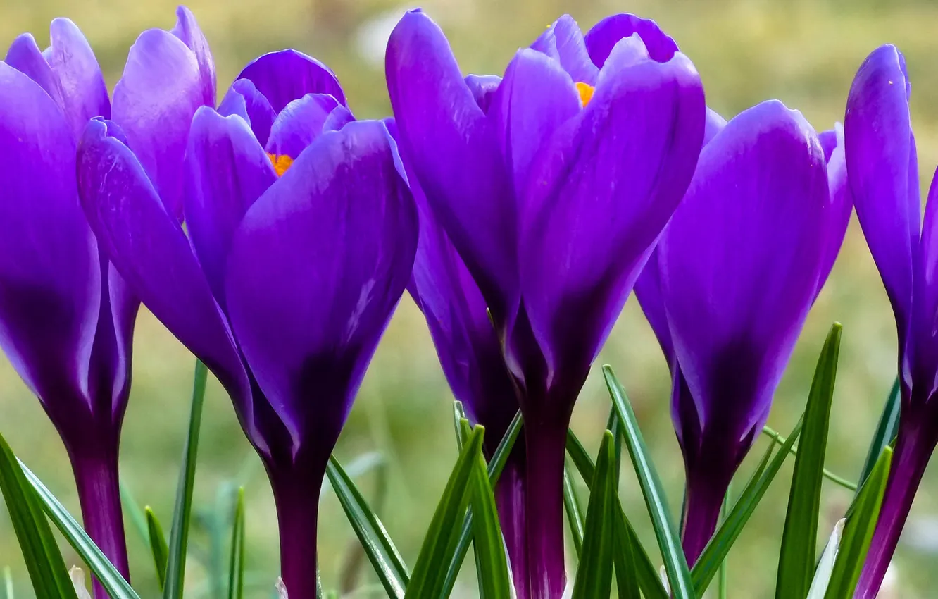 Photo wallpaper flowers, background, crocuses, lilac, spring