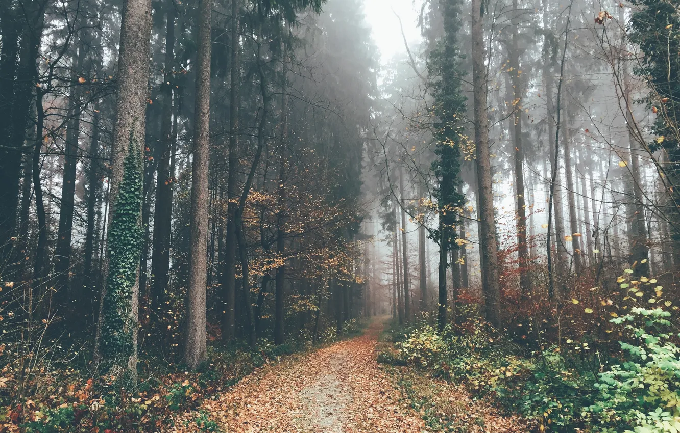 Photo wallpaper autumn, forest, leaves, trees, fog, the way