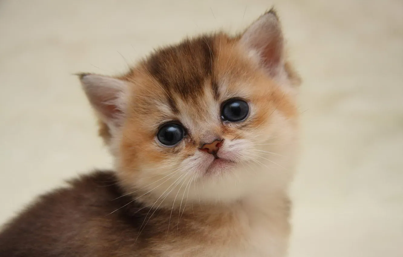 Photo wallpaper small, kitty, friendly