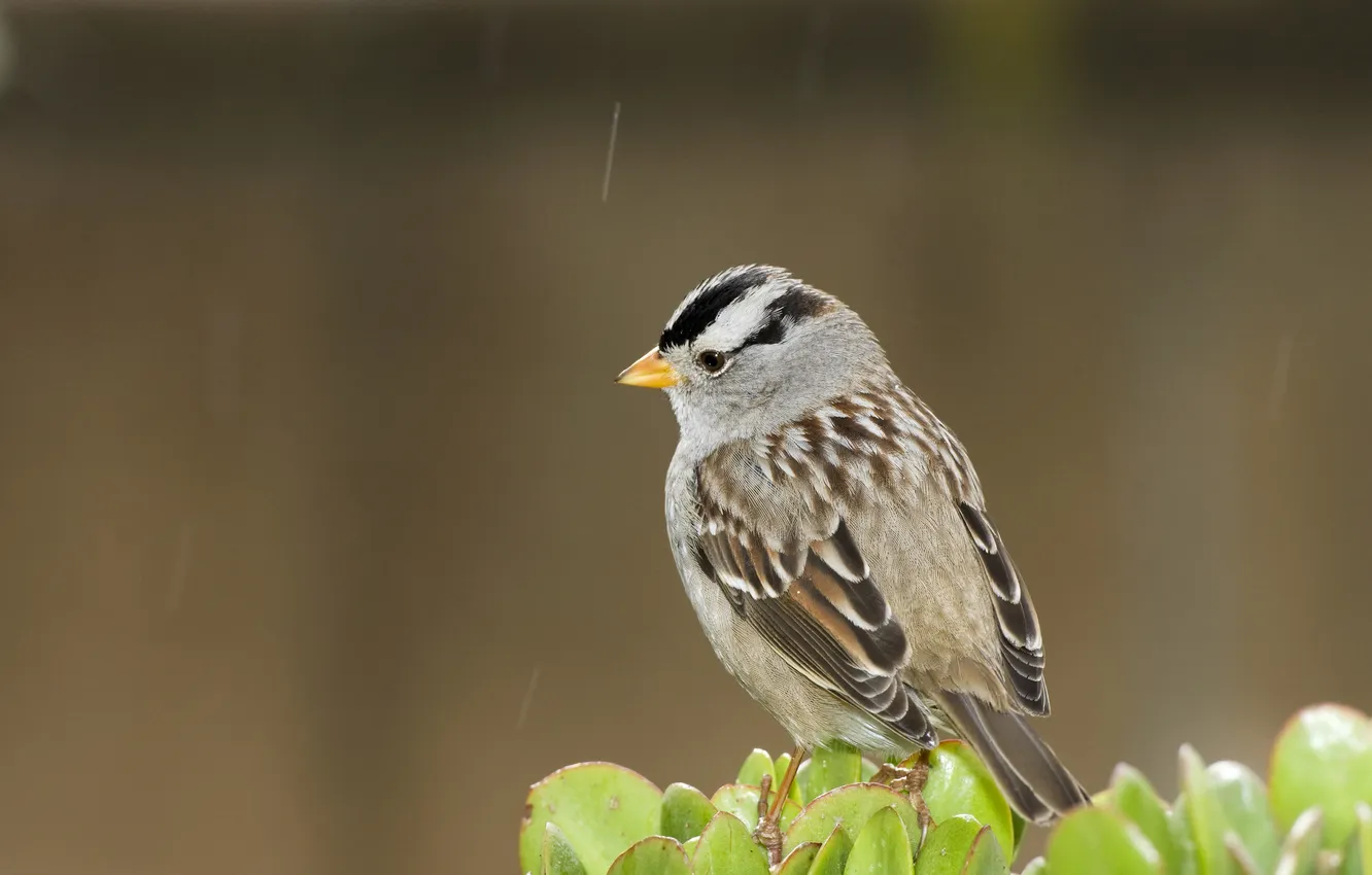 Photo wallpaper rain, bird, Sparrow