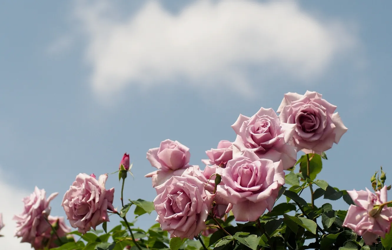 Photo wallpaper the sky, flowers, roses, cloud, pink