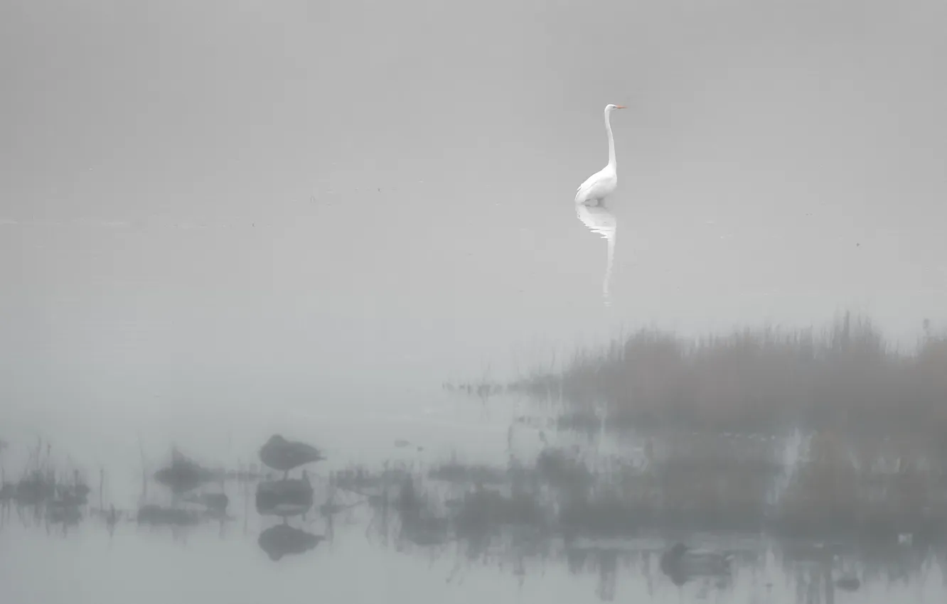 Photo wallpaper fog, river, bird, Heron