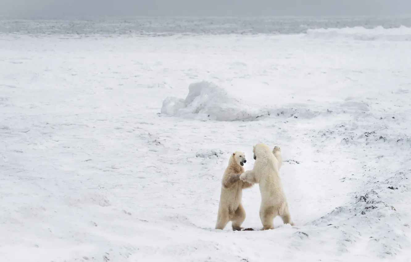 Photo wallpaper snow, nature, polar bears