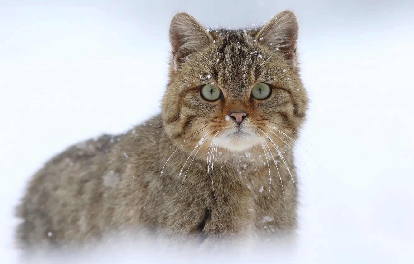Photo wallpaper look, snow, wild cat, European wildcat