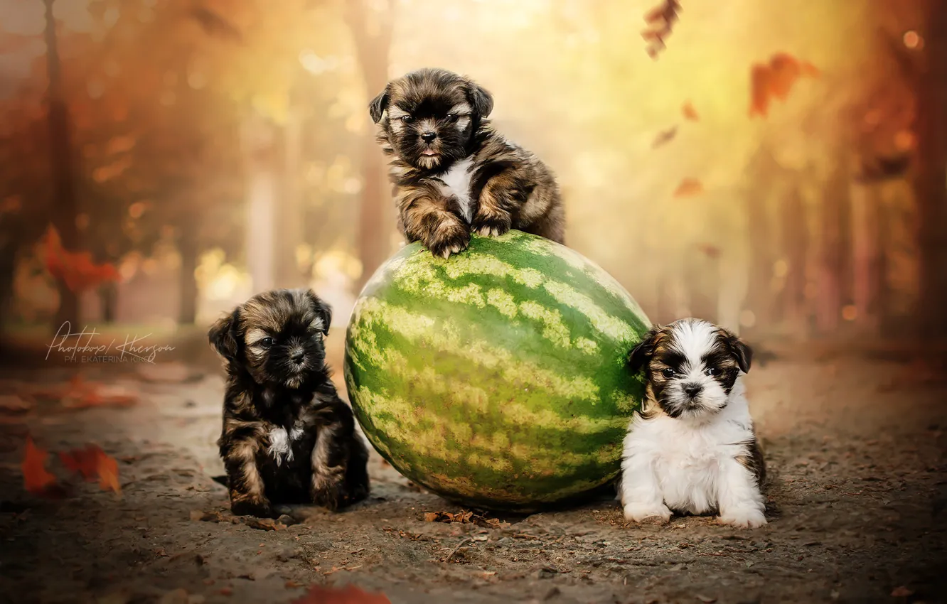 Photo wallpaper autumn, dog, watermelon, puppy, trio, Trinity, Ekaterina Kikot