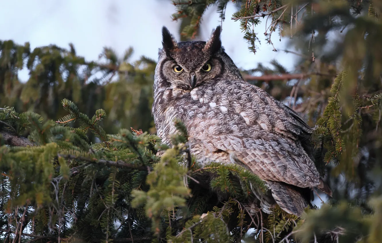 Photo wallpaper look, branches, owl, bird, spruce, owl