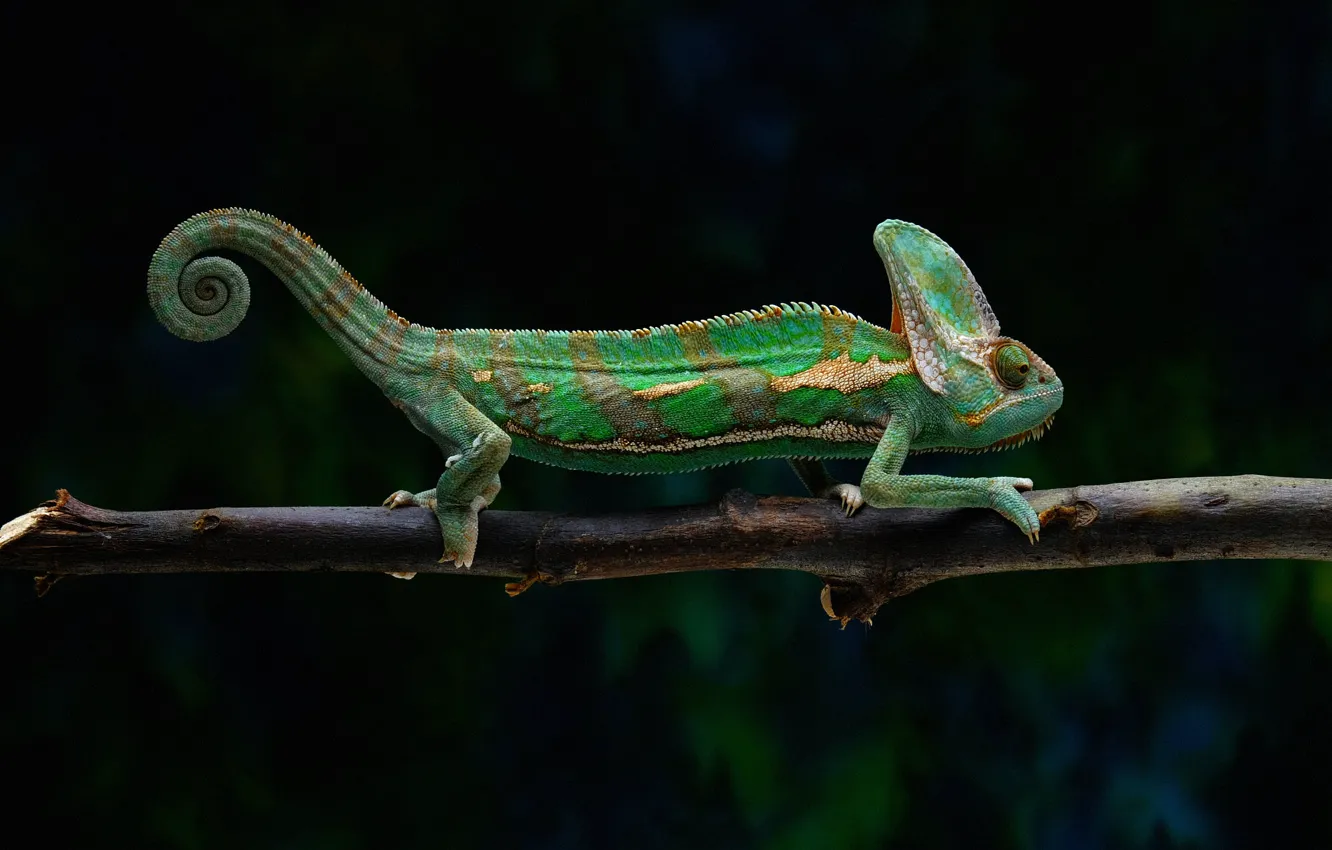 Photo wallpaper branches, green, chameleon, the dark background