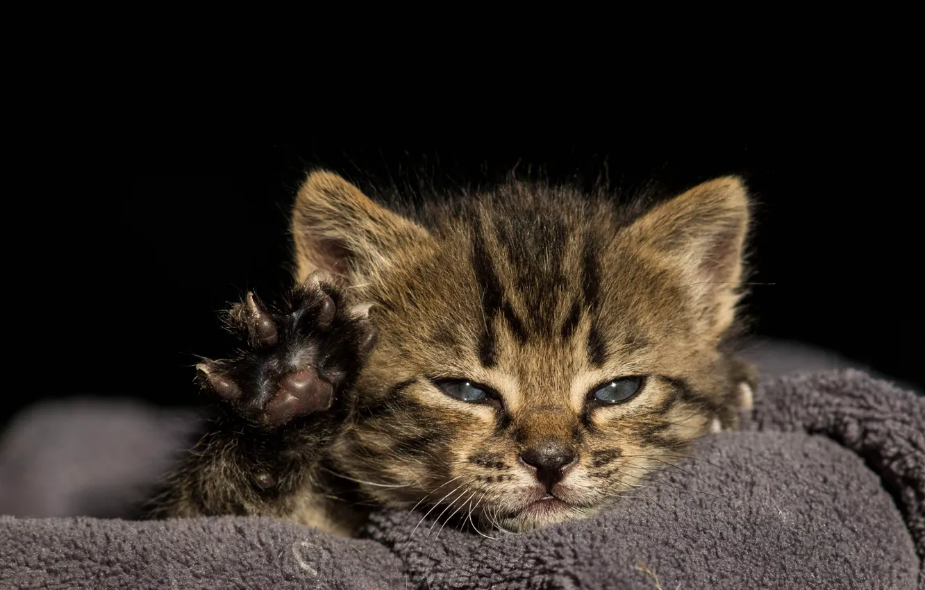 Photo wallpaper look, light, grey, portrait, legs, paws, baby, black background