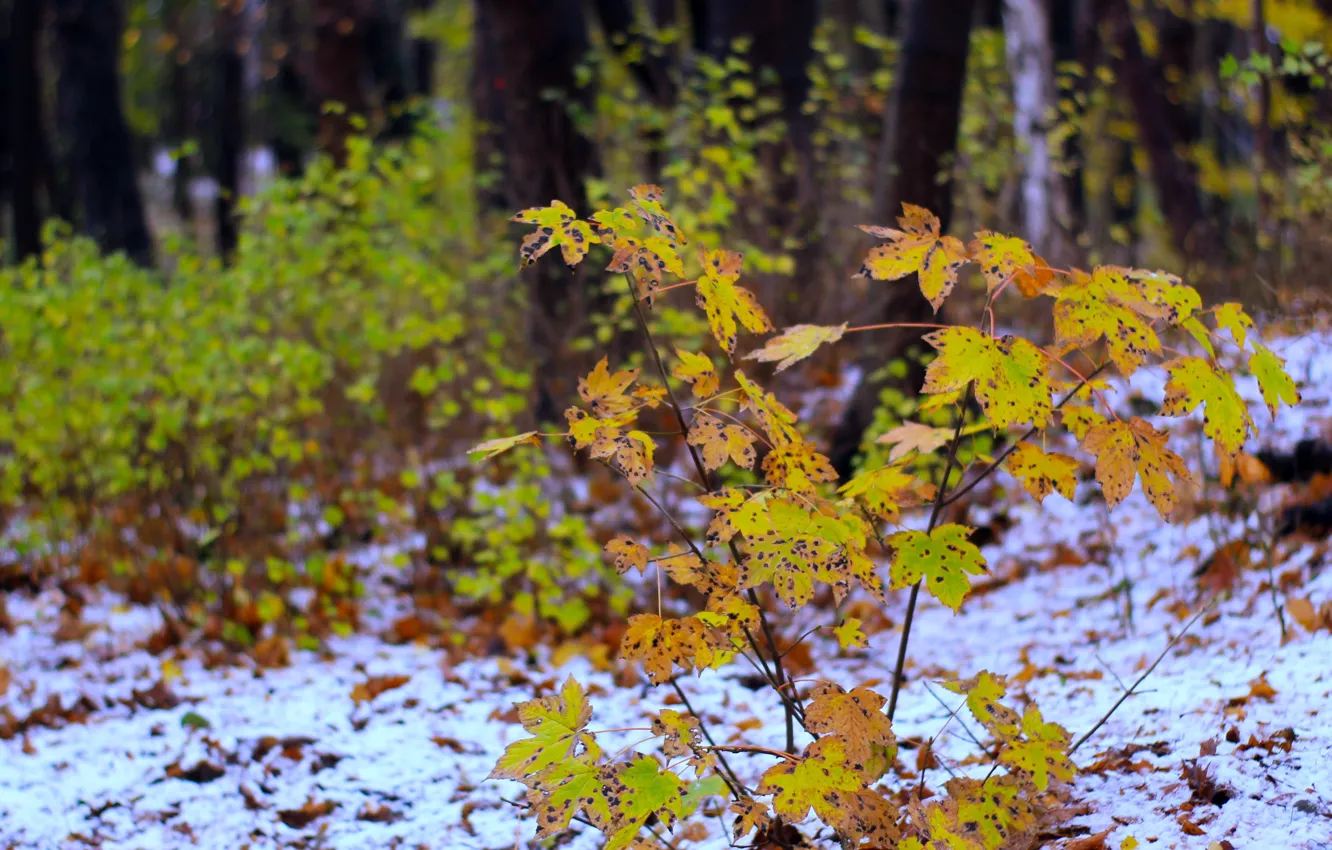 Photo wallpaper forest, park, autumn, leaf, fall, twig
