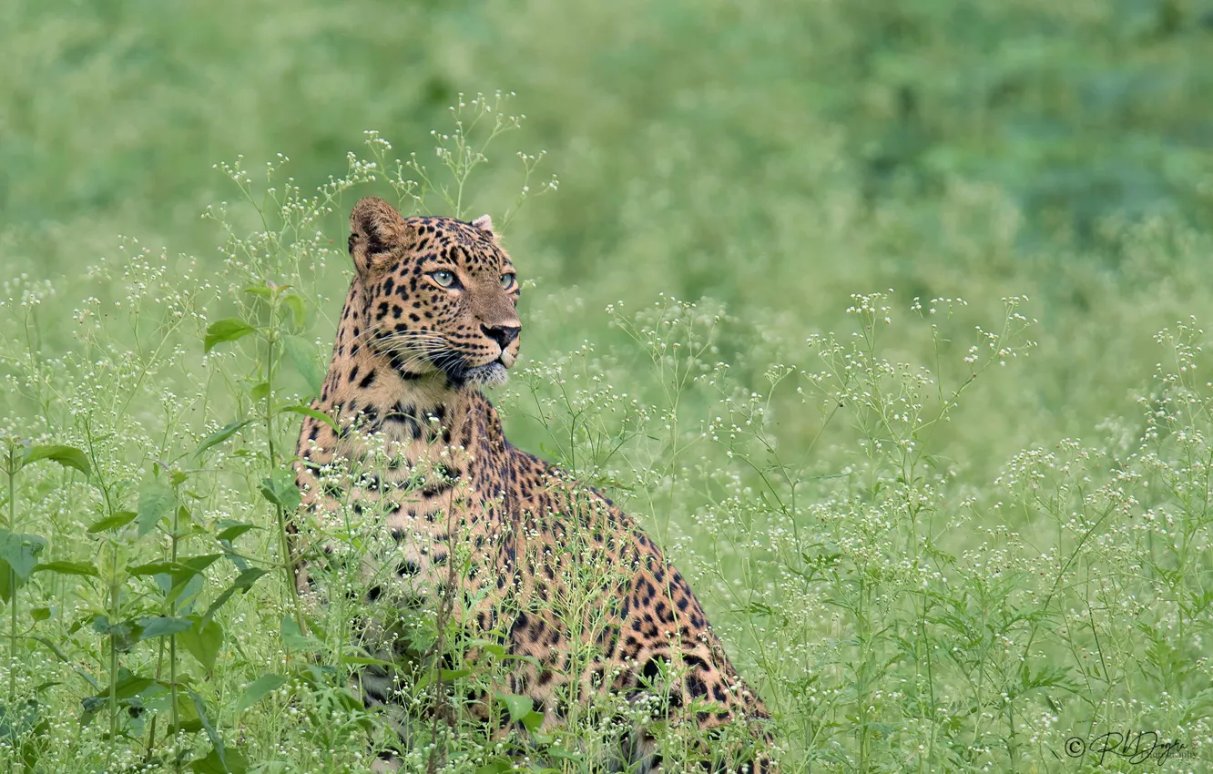 Photo wallpaper grass, look, leopard, wild cat