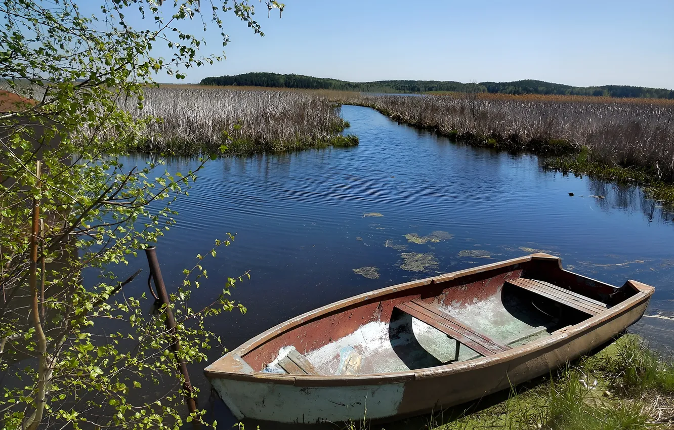 Photo wallpaper lake, thickets, shore, boat
