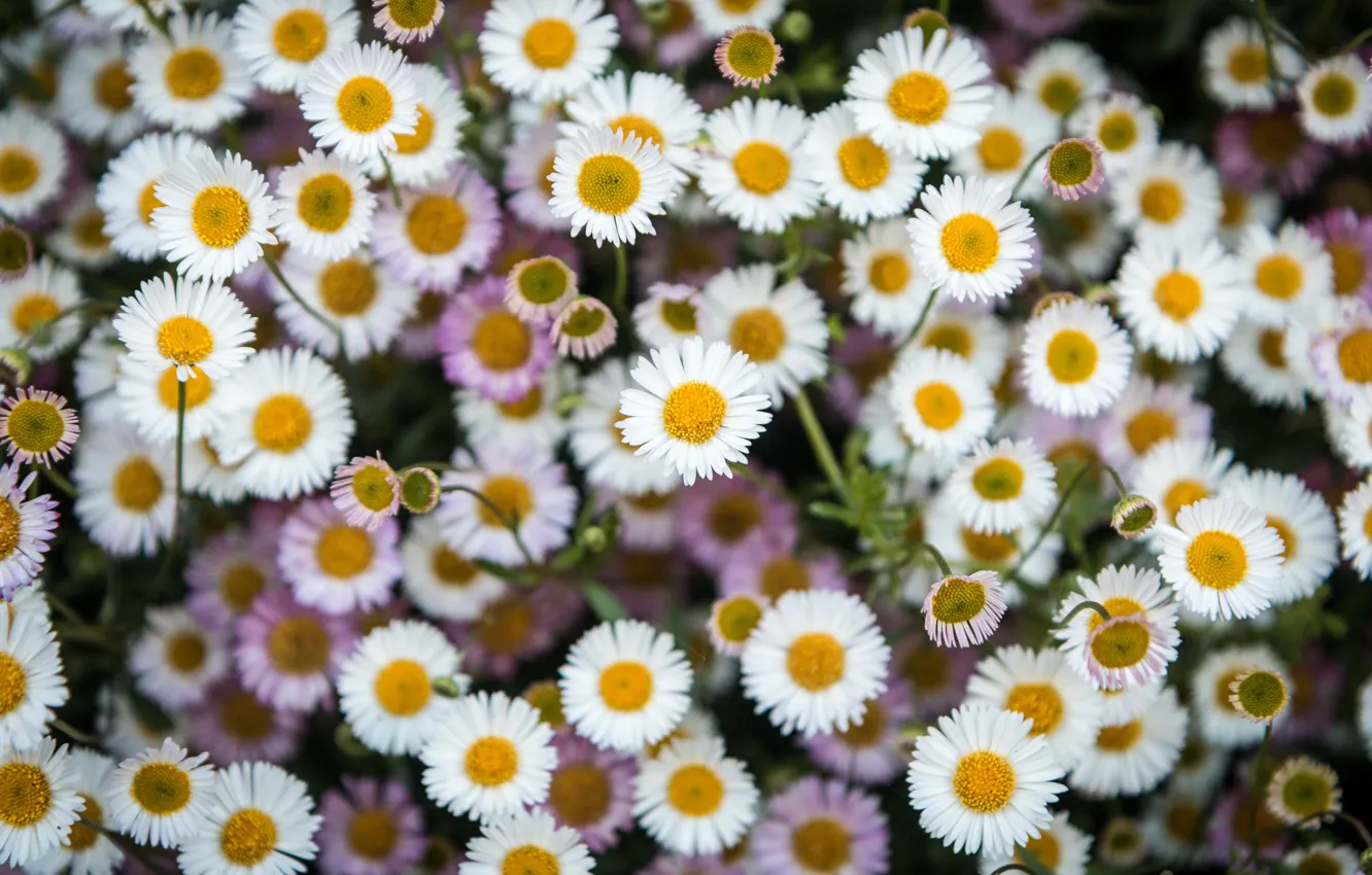 Photo wallpaper carpet, petals, garden, Daisy