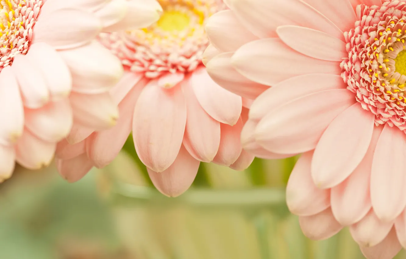 Photo wallpaper flower, flowers, nature, pink, tenderness, petals, garden, petal