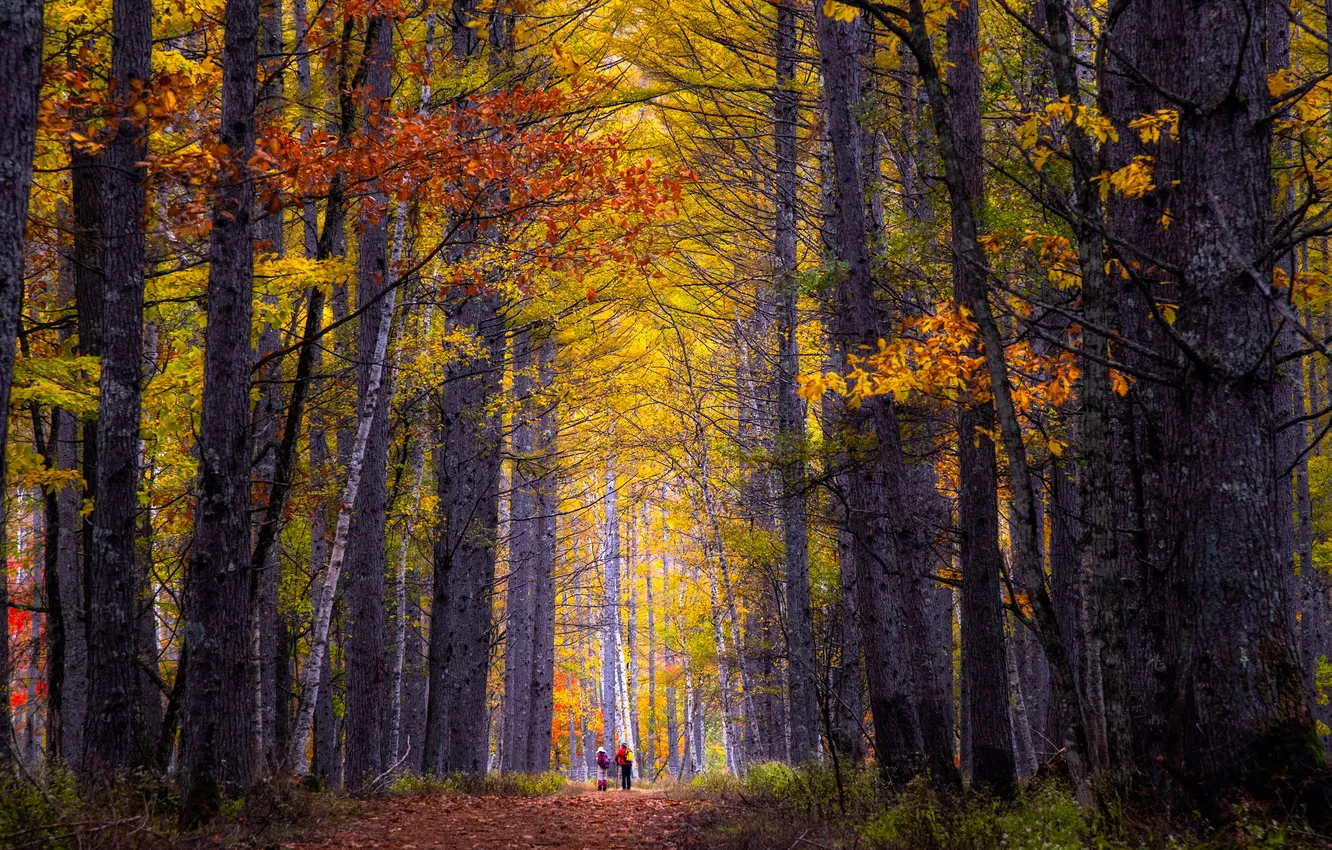 Photo wallpaper autumn, trees, landscape, nature