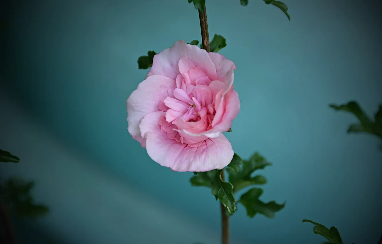 Photo wallpaper Bokeh, Bokeh, Pink flower, Pink flower