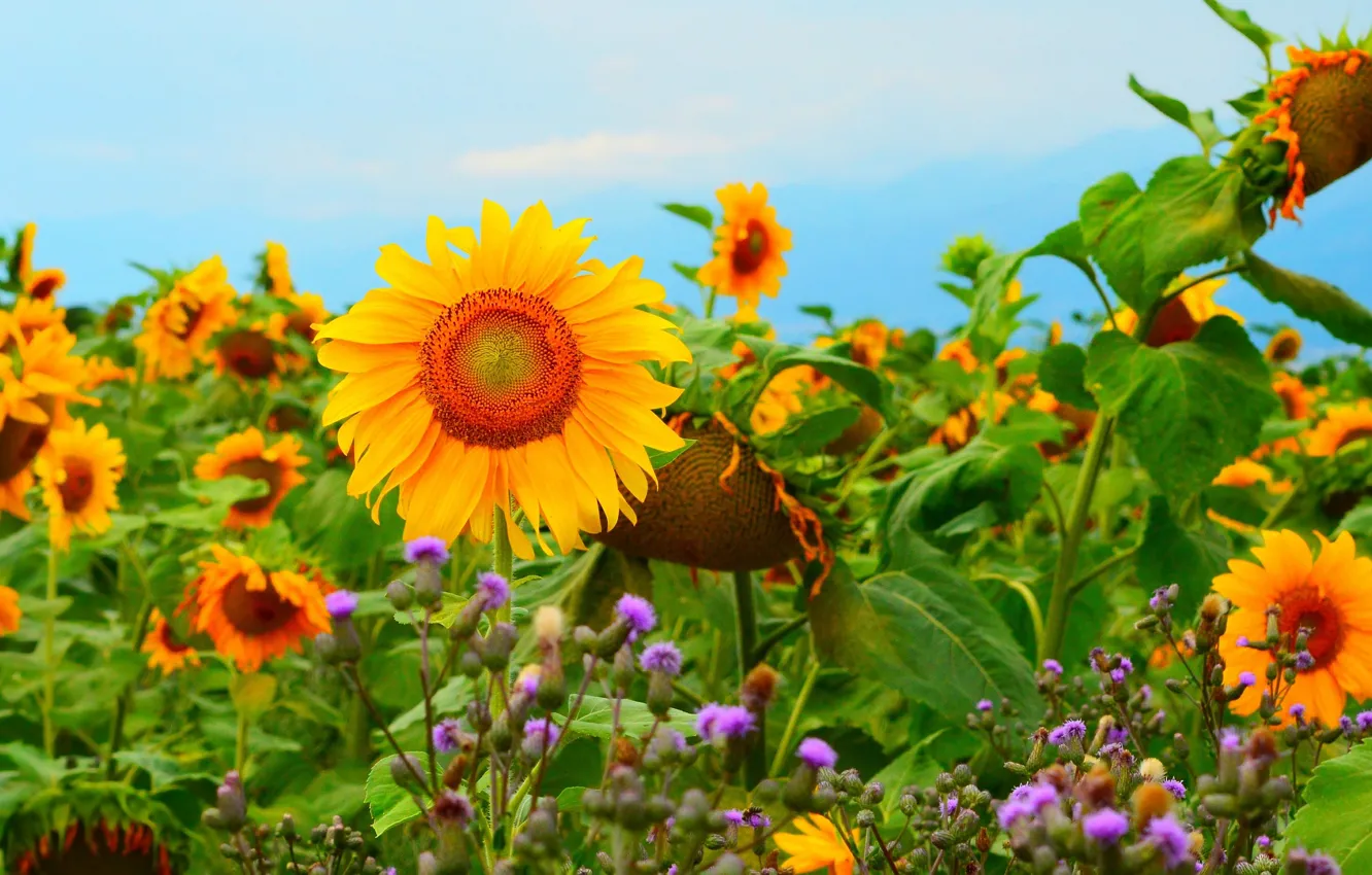 Photo wallpaper Field, Field, Sunflowers, Podsolnuhi