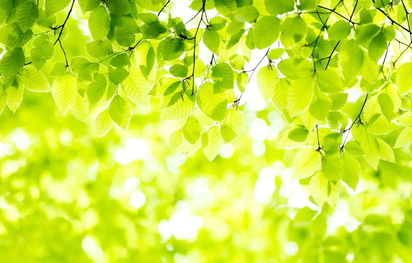Photo wallpaper leaves, tree, Nature, twigs