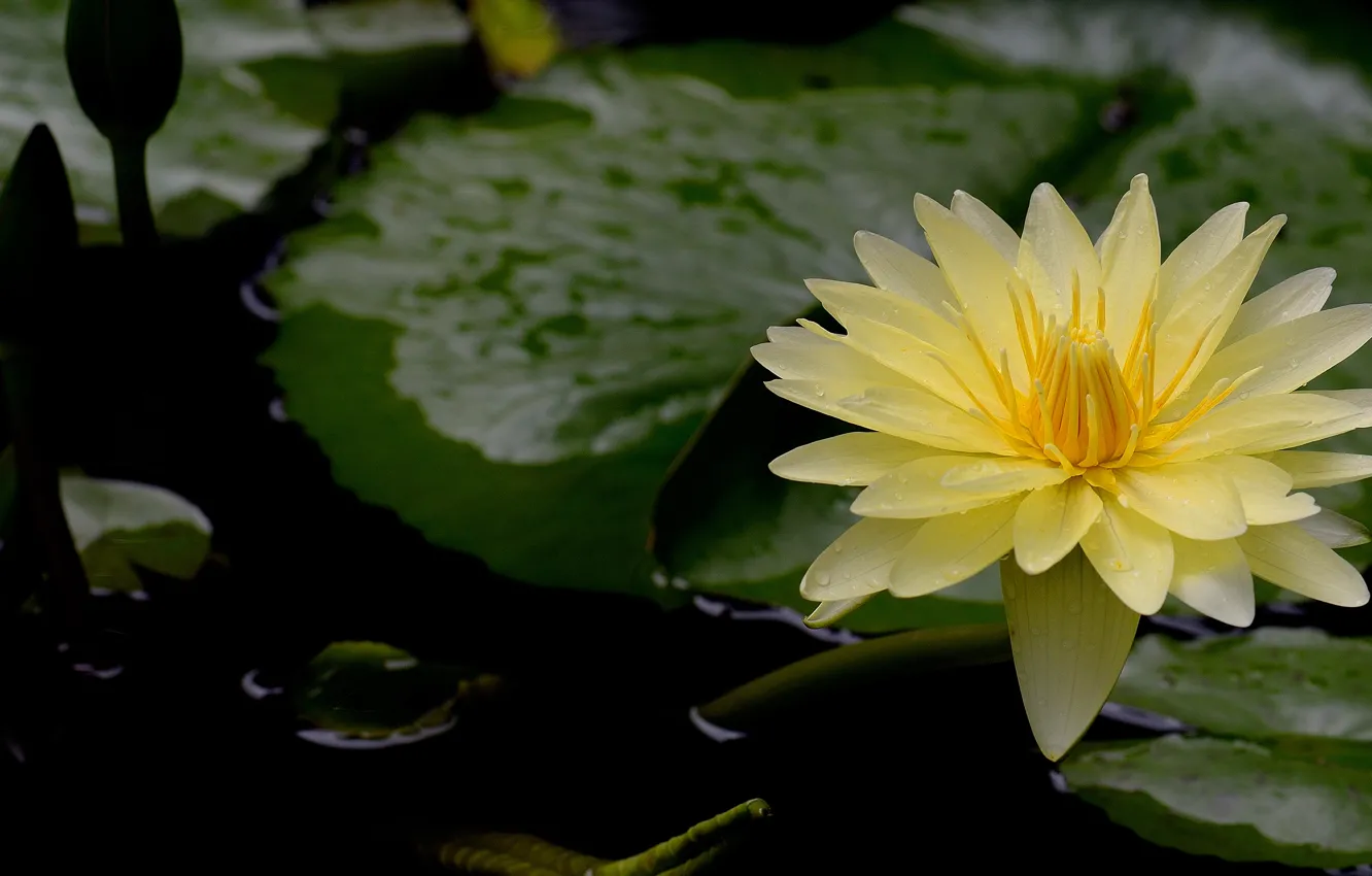 Photo wallpaper leaves, flowers, yellow, pond, petals, black background, Nymphaeum, water Lily