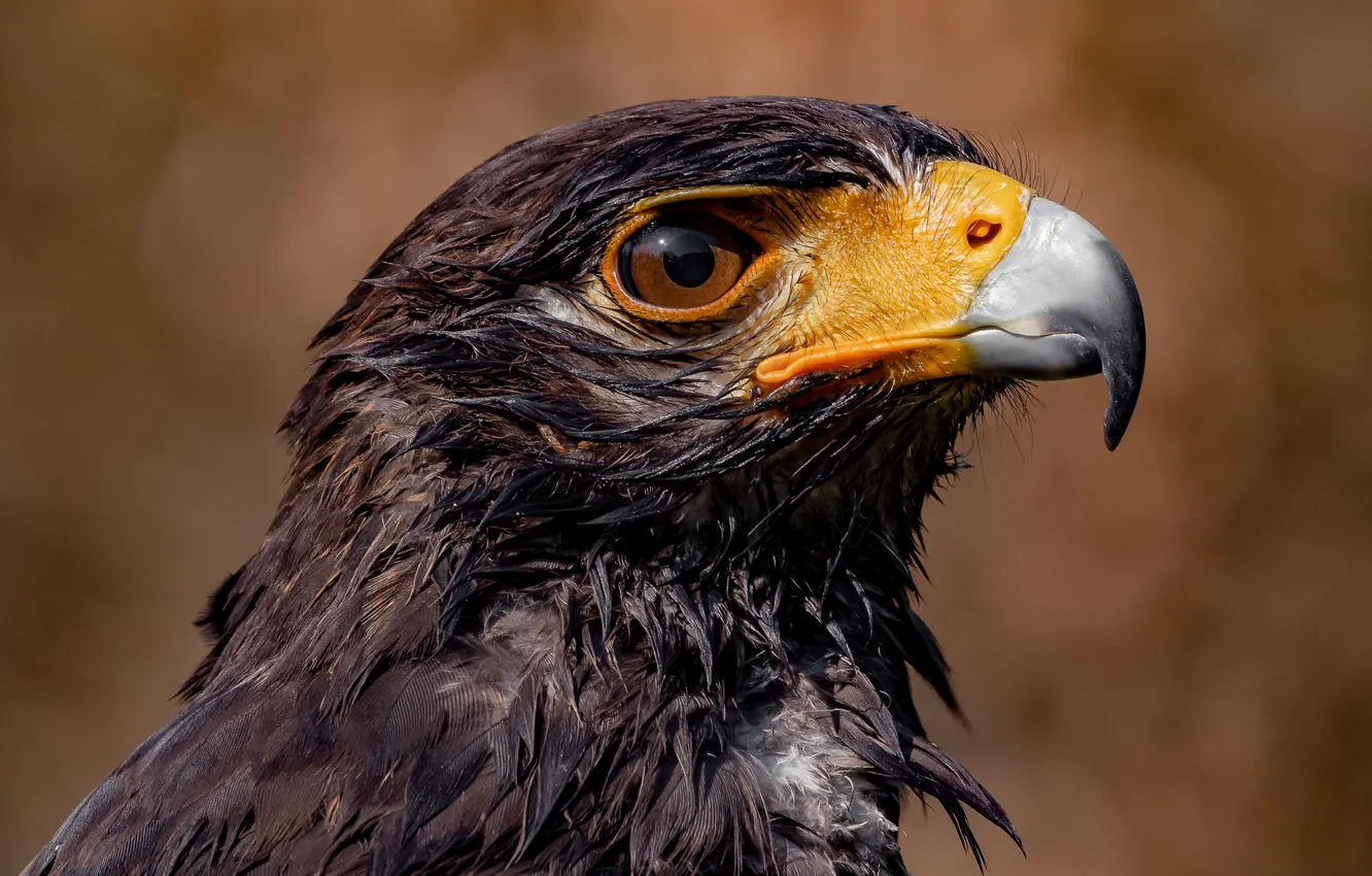Photo wallpaper look, bird, portrait, predatory, Eagle