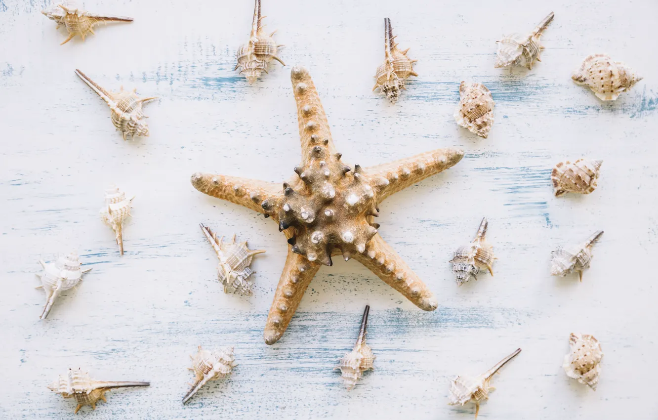 Photo wallpaper background, shell, starfish, summer, wood, marine, starfish, composition