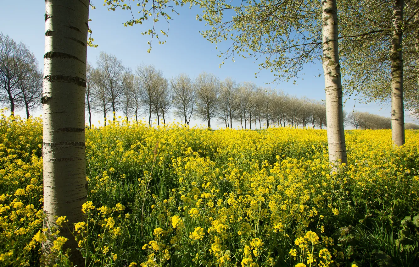 Photo wallpaper the sky, trees, flowers, yellow, rape, rapeseed field
