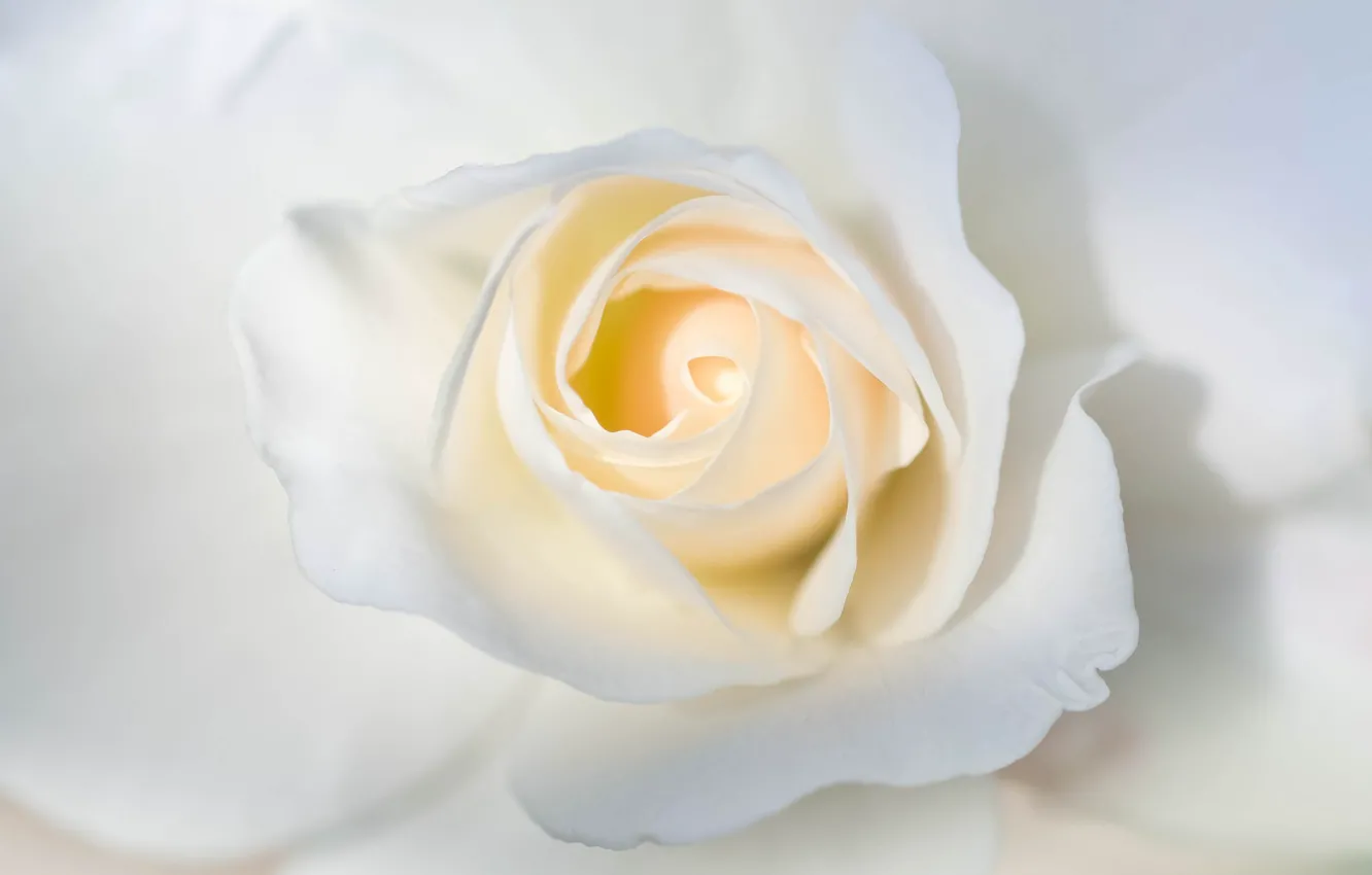 Photo wallpaper white, macro, rose, petals