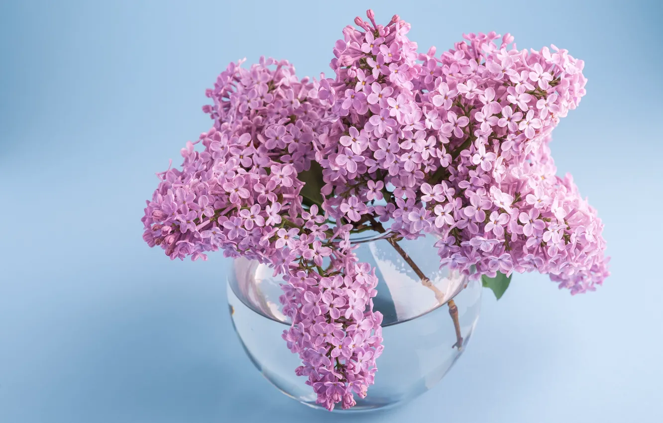 Photo wallpaper glass, water, flowers, bouquet, spring, vase, flowering, lilac