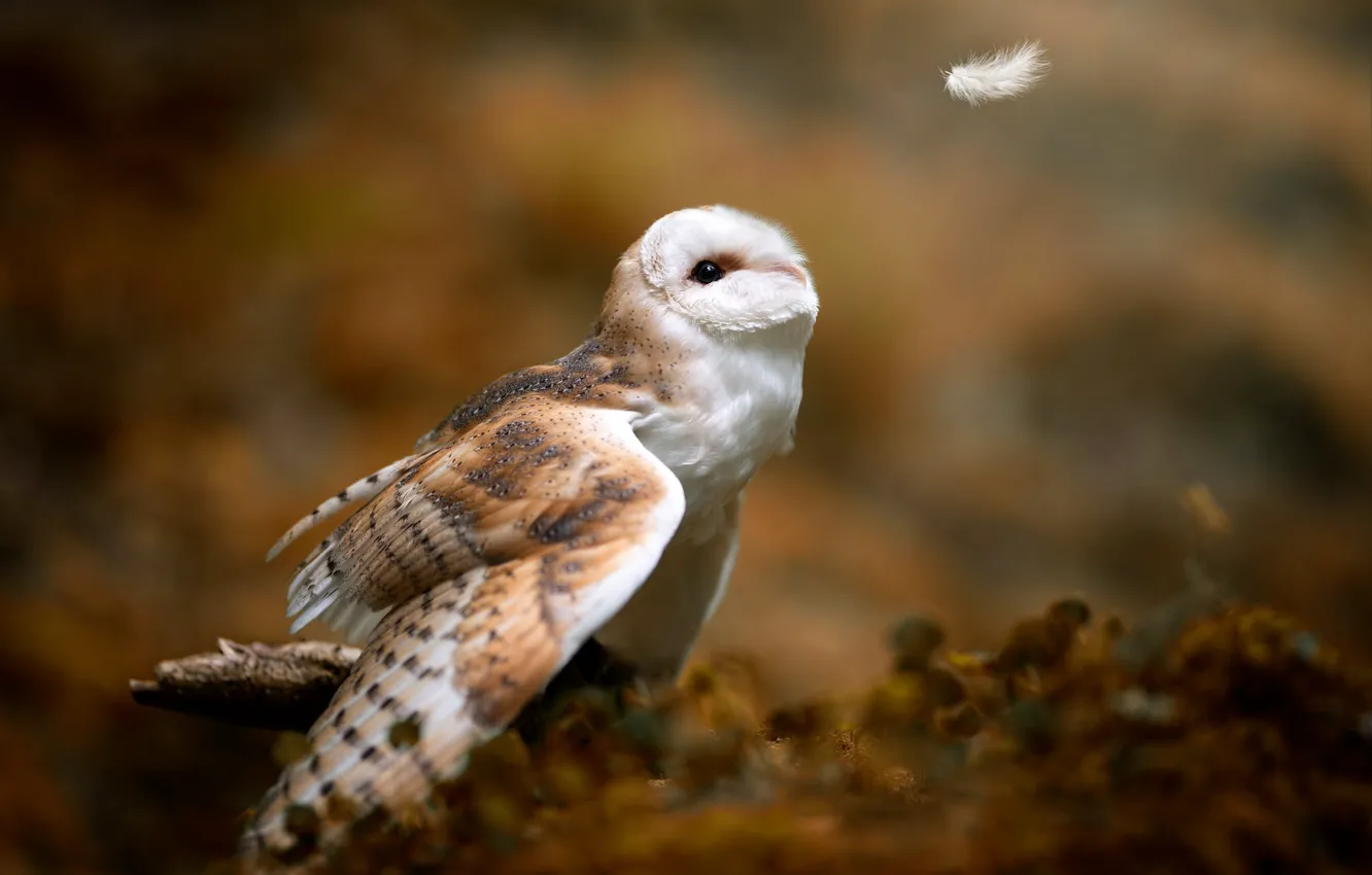Photo wallpaper look, pose, background, owl, bird, wings, blur, feathers