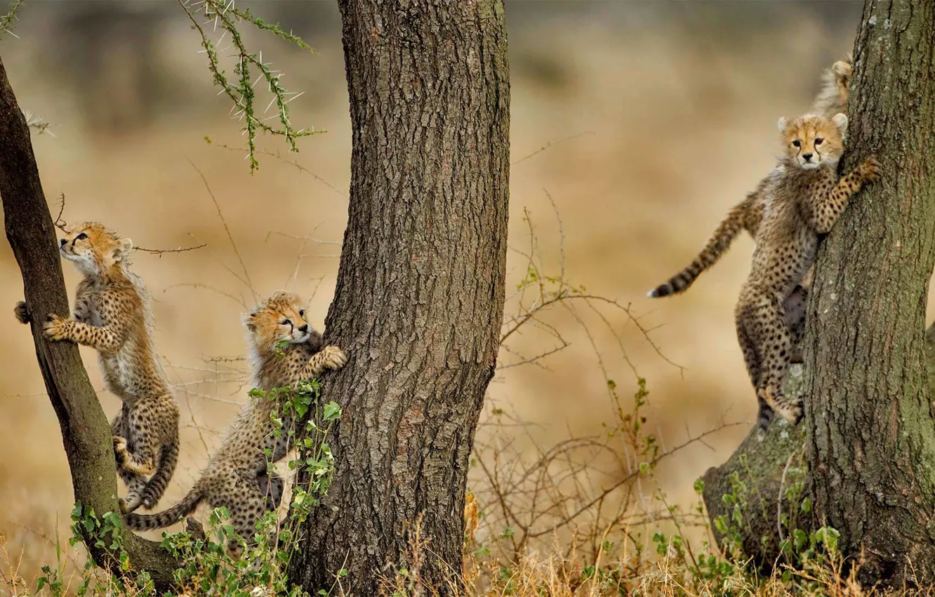 Photo wallpaper kittens, Cheetah, Africa, Tanzania, Ngorongoro