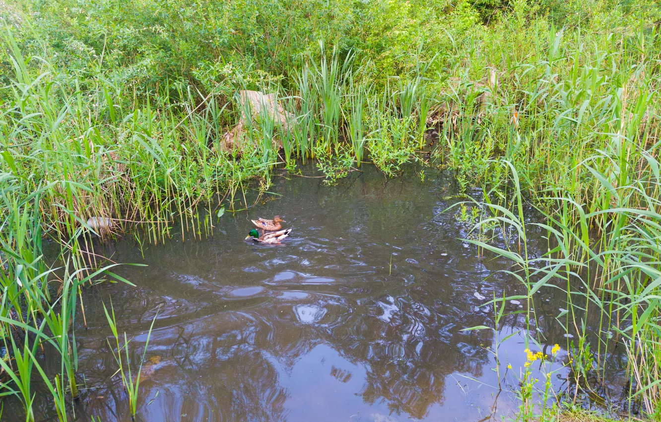 Photo wallpaper animals, grass, birds, lake, Russia, ducklings, duck, Drake